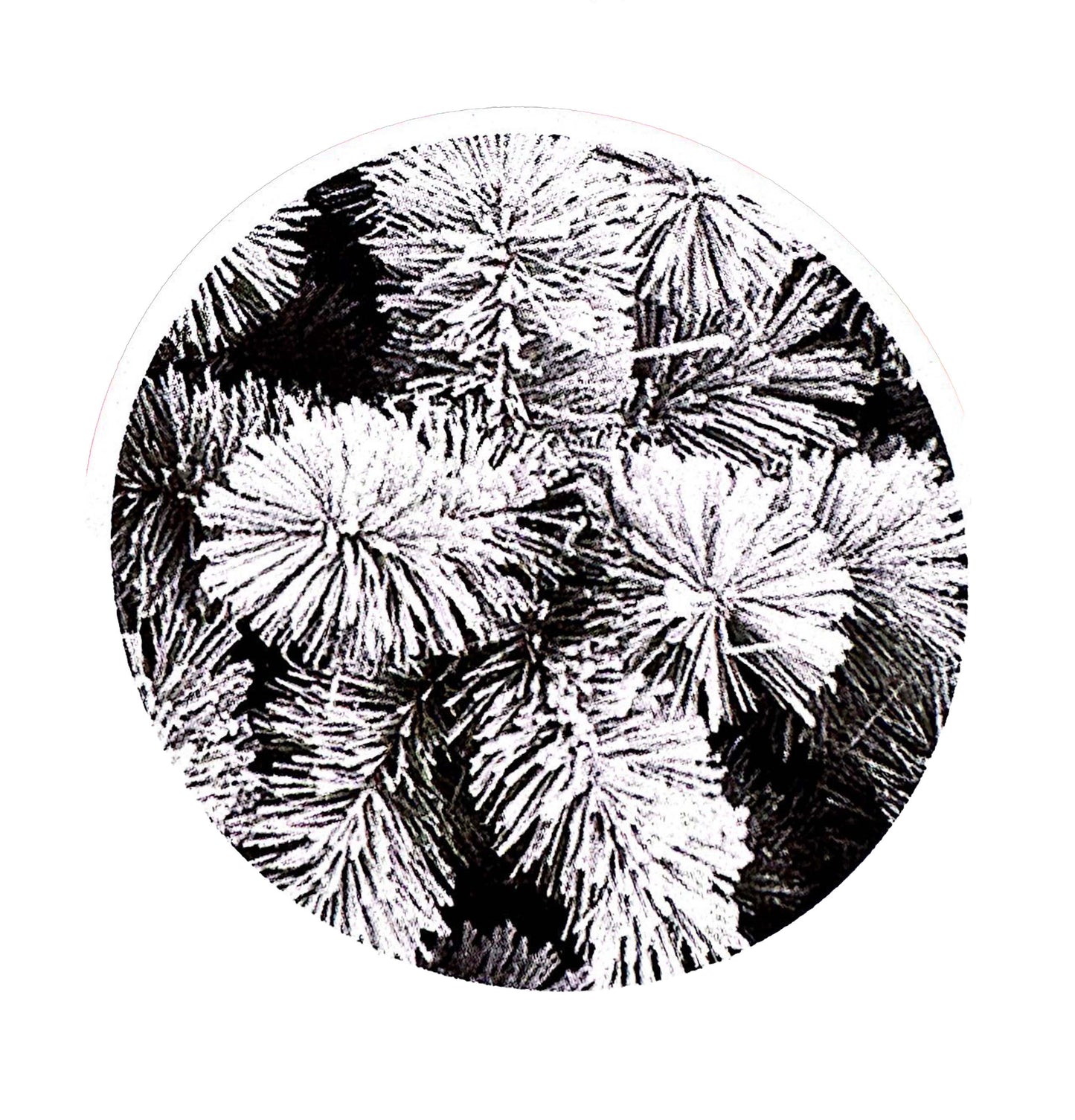 Albero Natale LAPPONIA