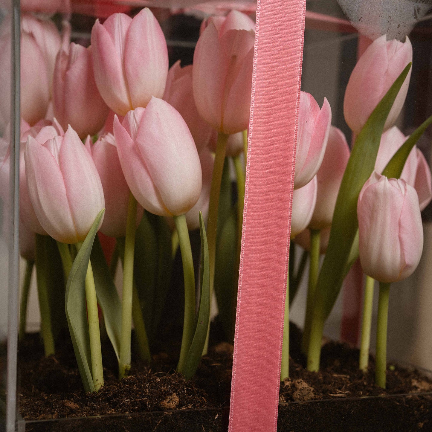 Tulip Garden