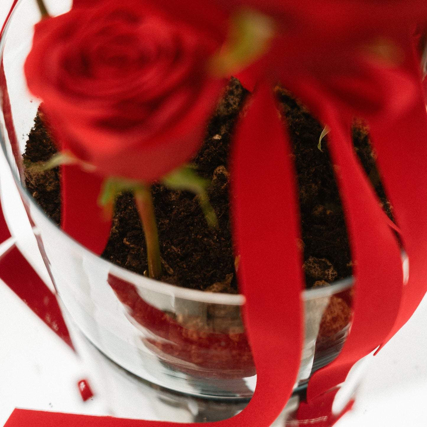 Composizione San Valentino Rose