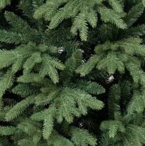 Abero Natale WOODS WASHINGTON