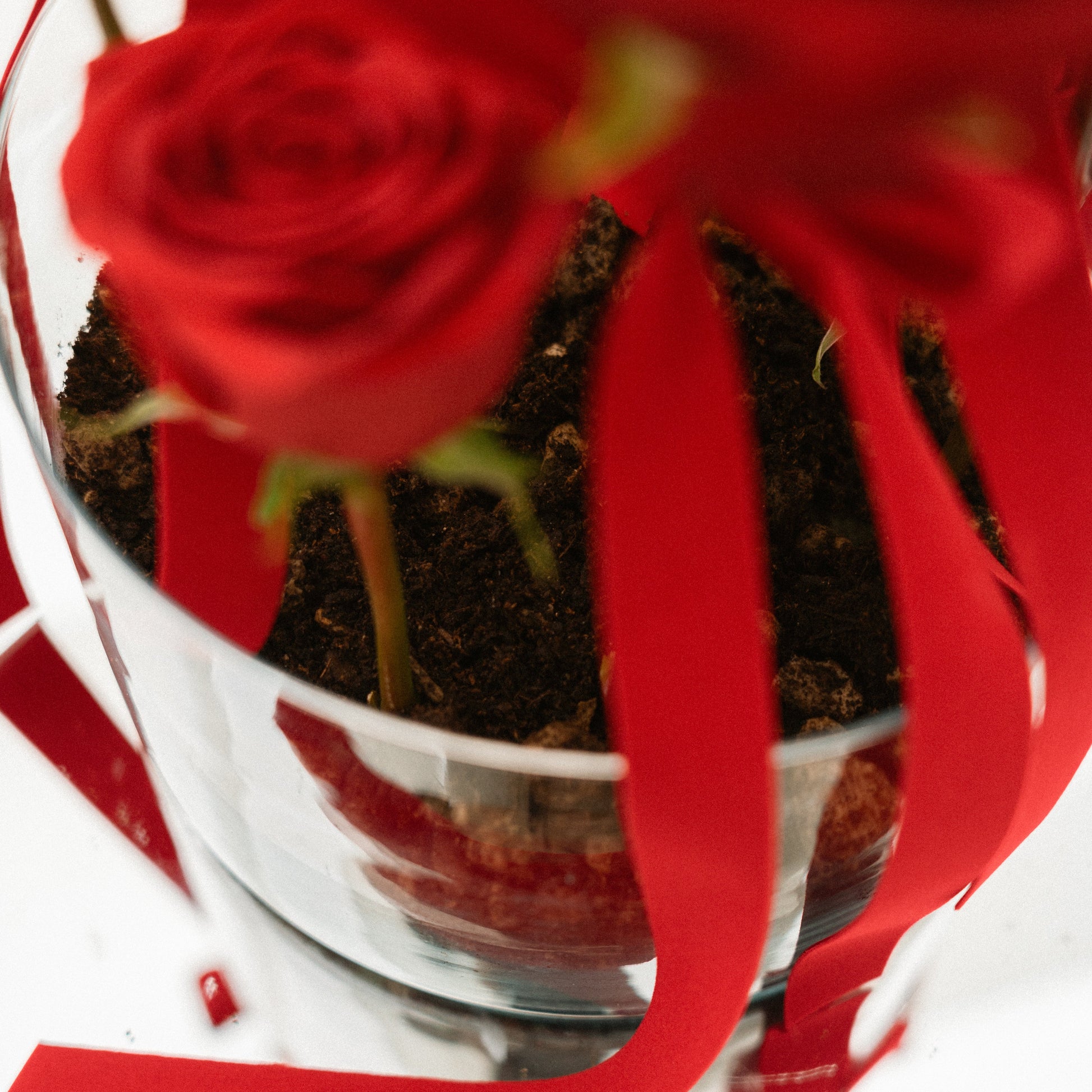 Composizione San Valentino Rose